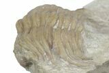 Bargain, Cybele Panderi Trilobite Fossil - Russia #363140-3